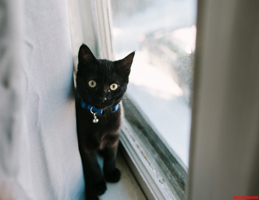 S Loving Black Cats Lately - So Heres Bugaboo