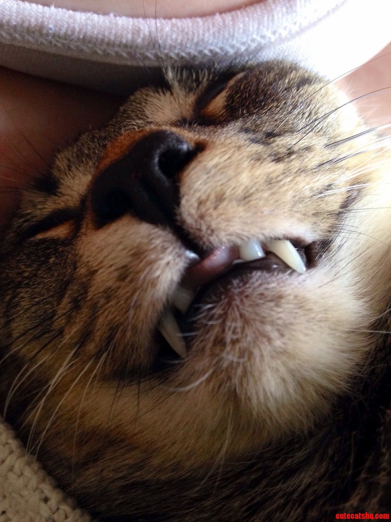 Saber-toothed Derp.