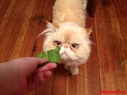 Salad Isnt Food. Salad Is What Food Eats.