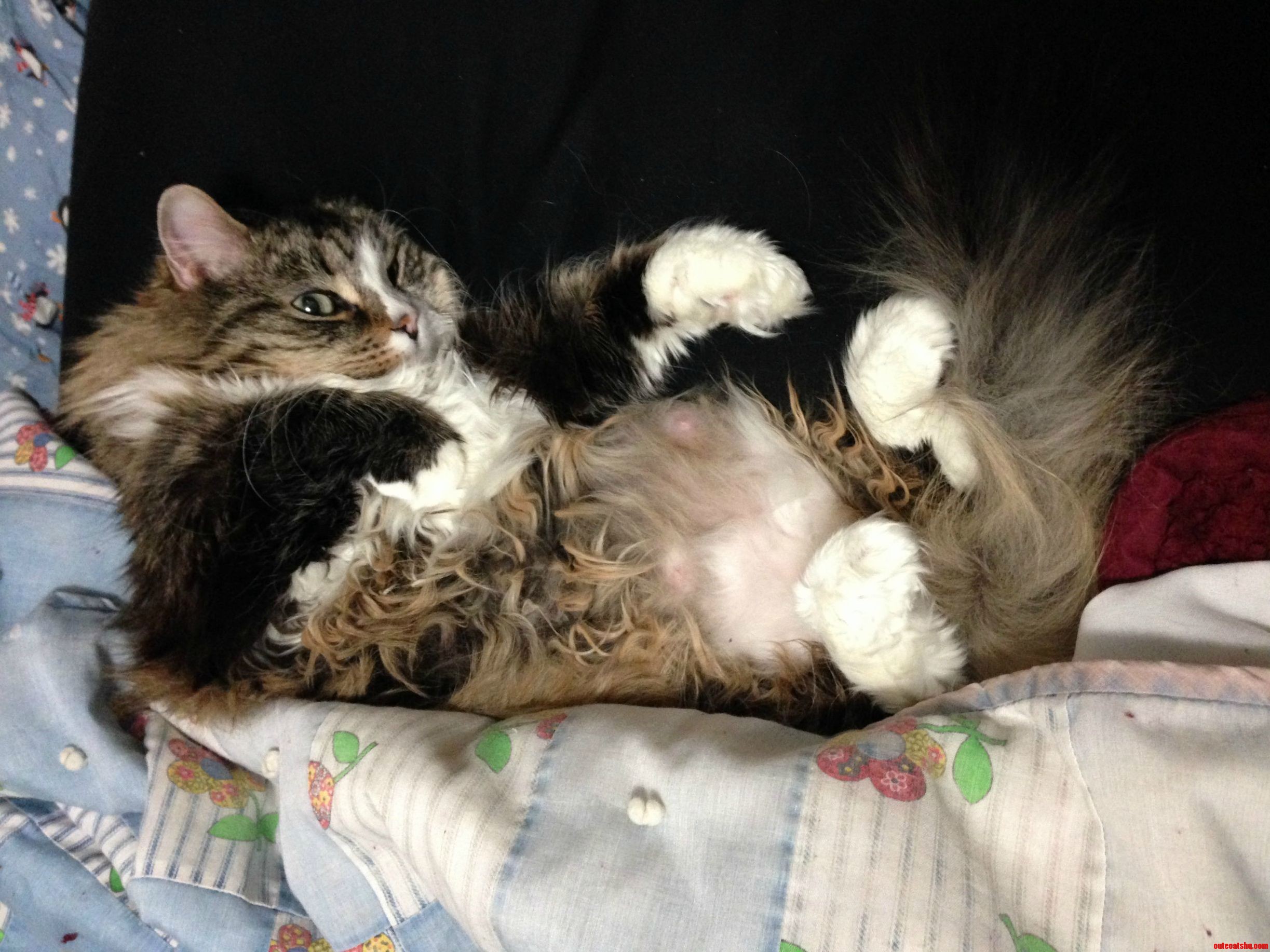 Sanya the Siberian and Her Bunny Feets