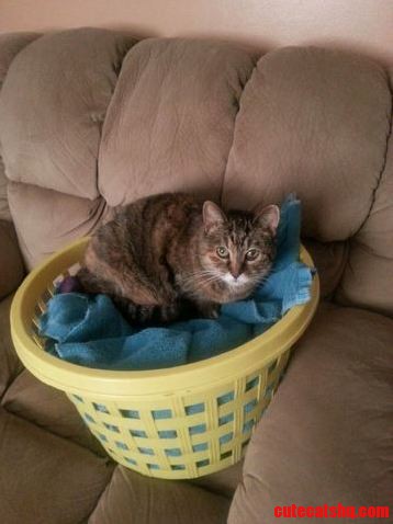 Sat the Warm Towels Down for 2 Minutes and This Is What I Come Back To.