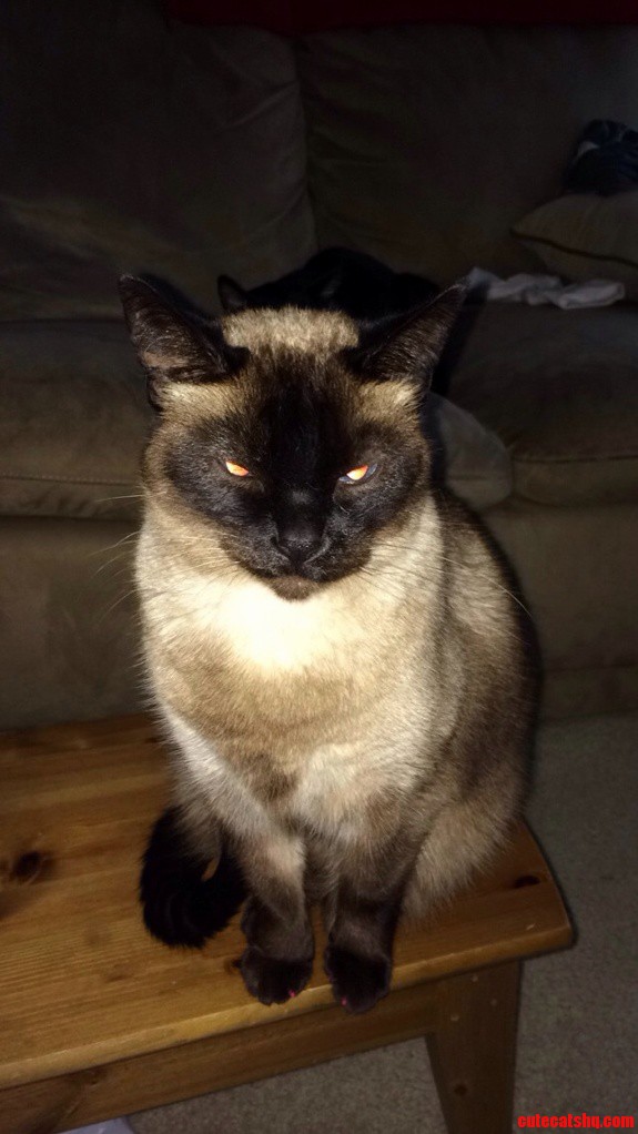 Satan Called He Wants His Cat Back