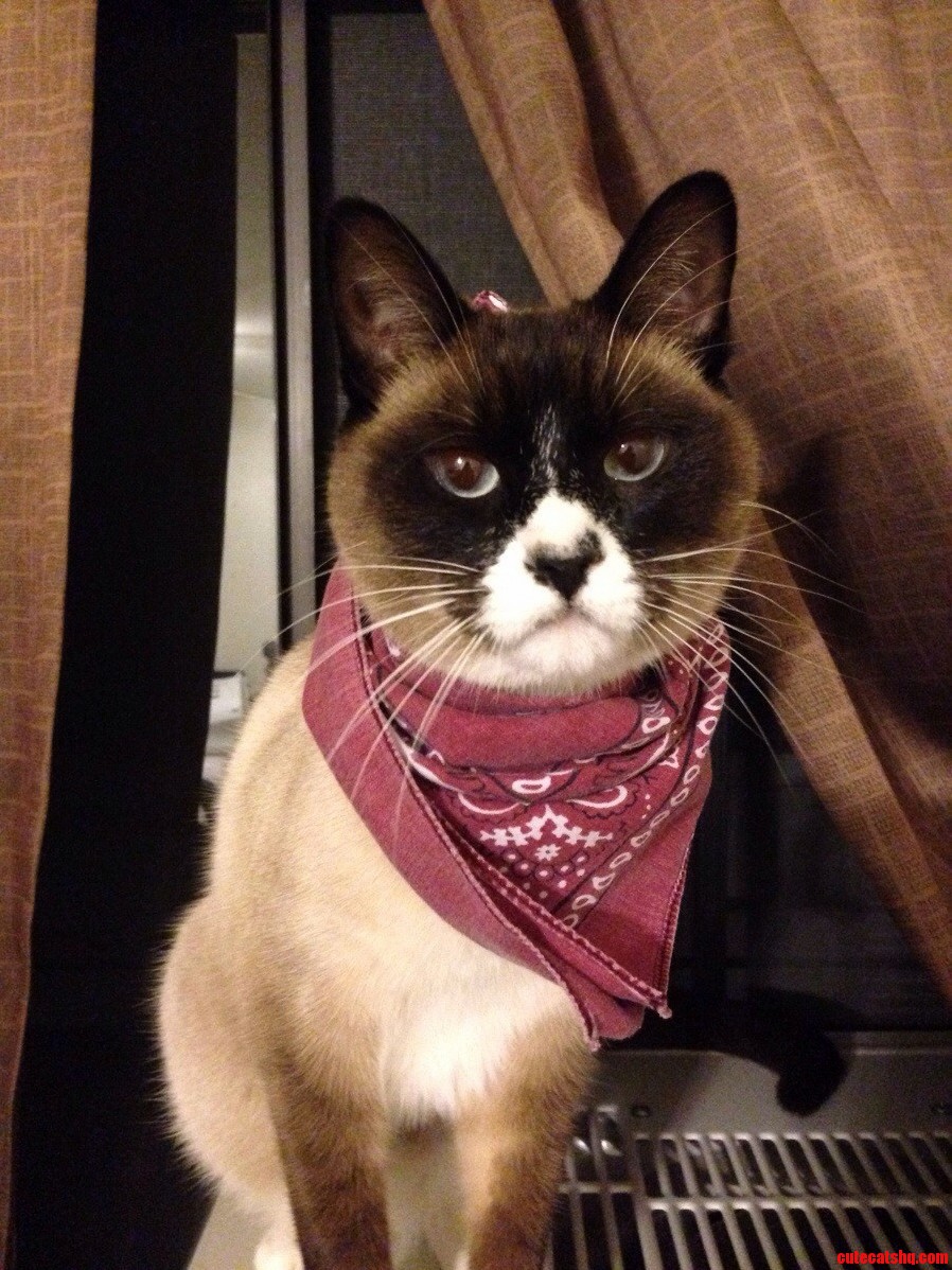 Say Hello to Chandler