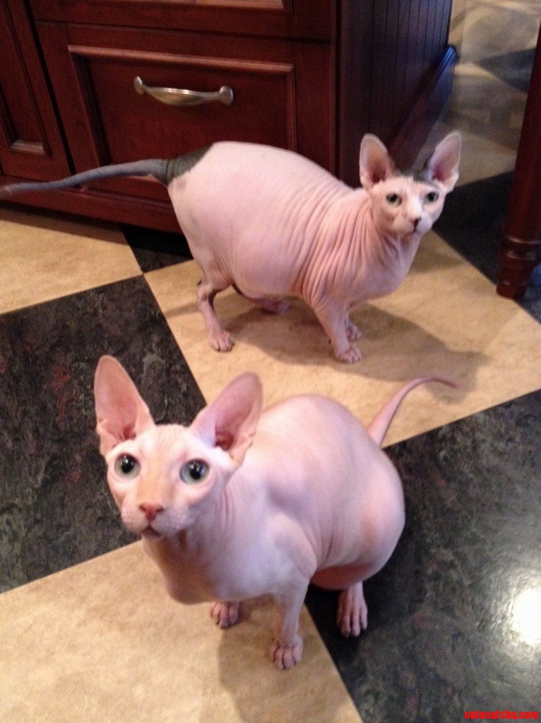 Say Hello to My Two Bald Cats