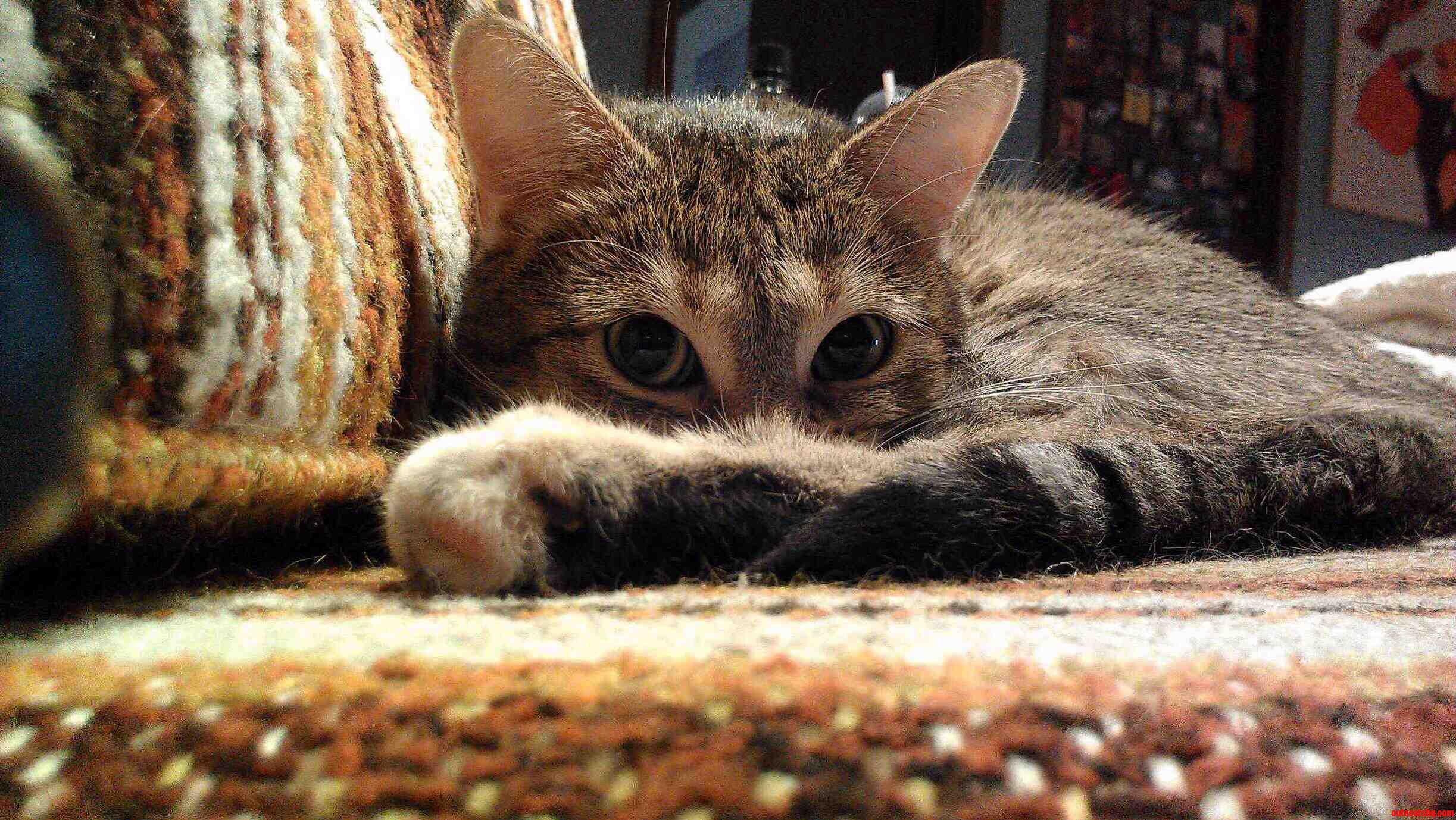 Say Hi to My Adorable Cat Tina