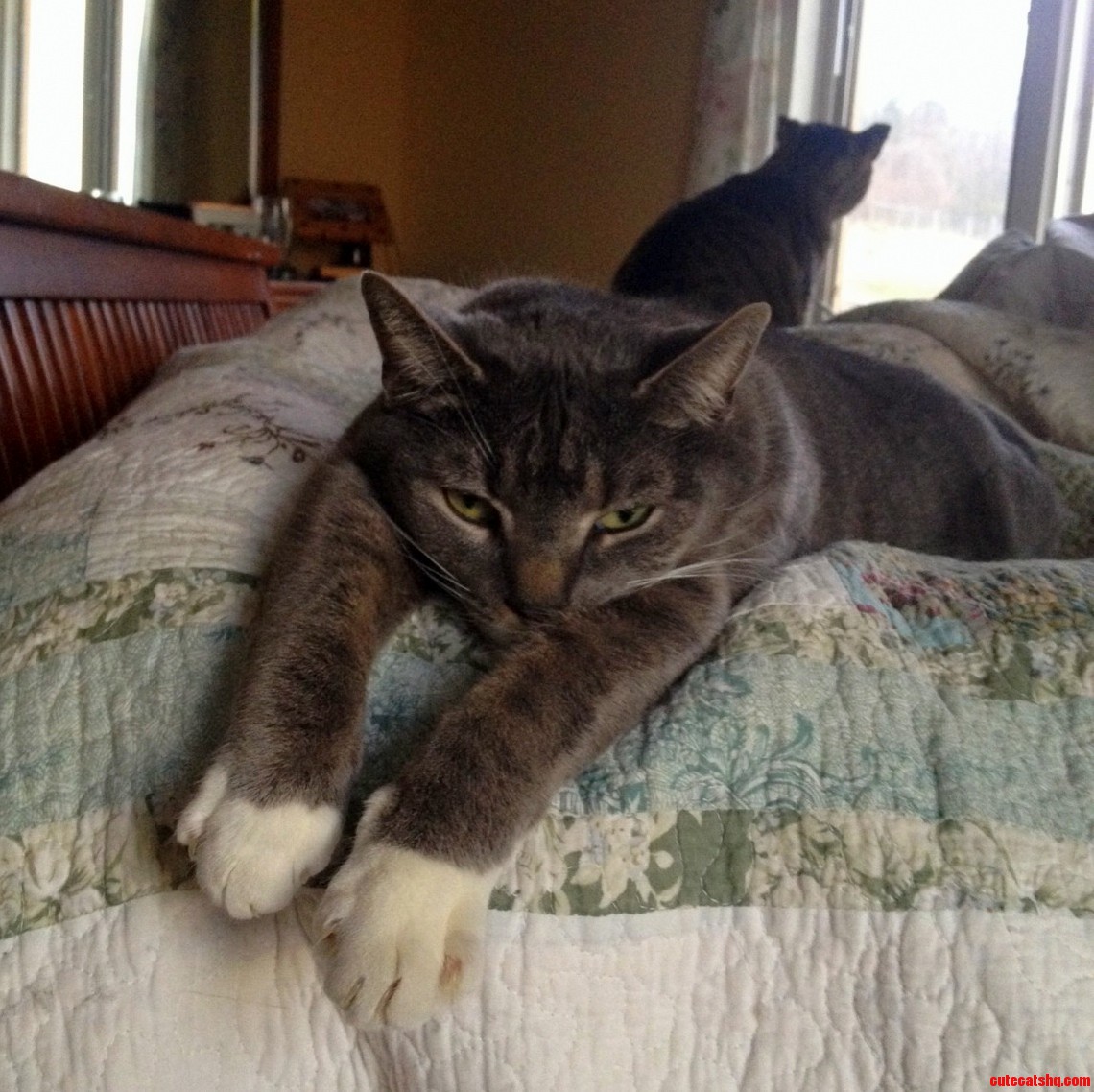 Se or Muffin Pants Suffers Ennui