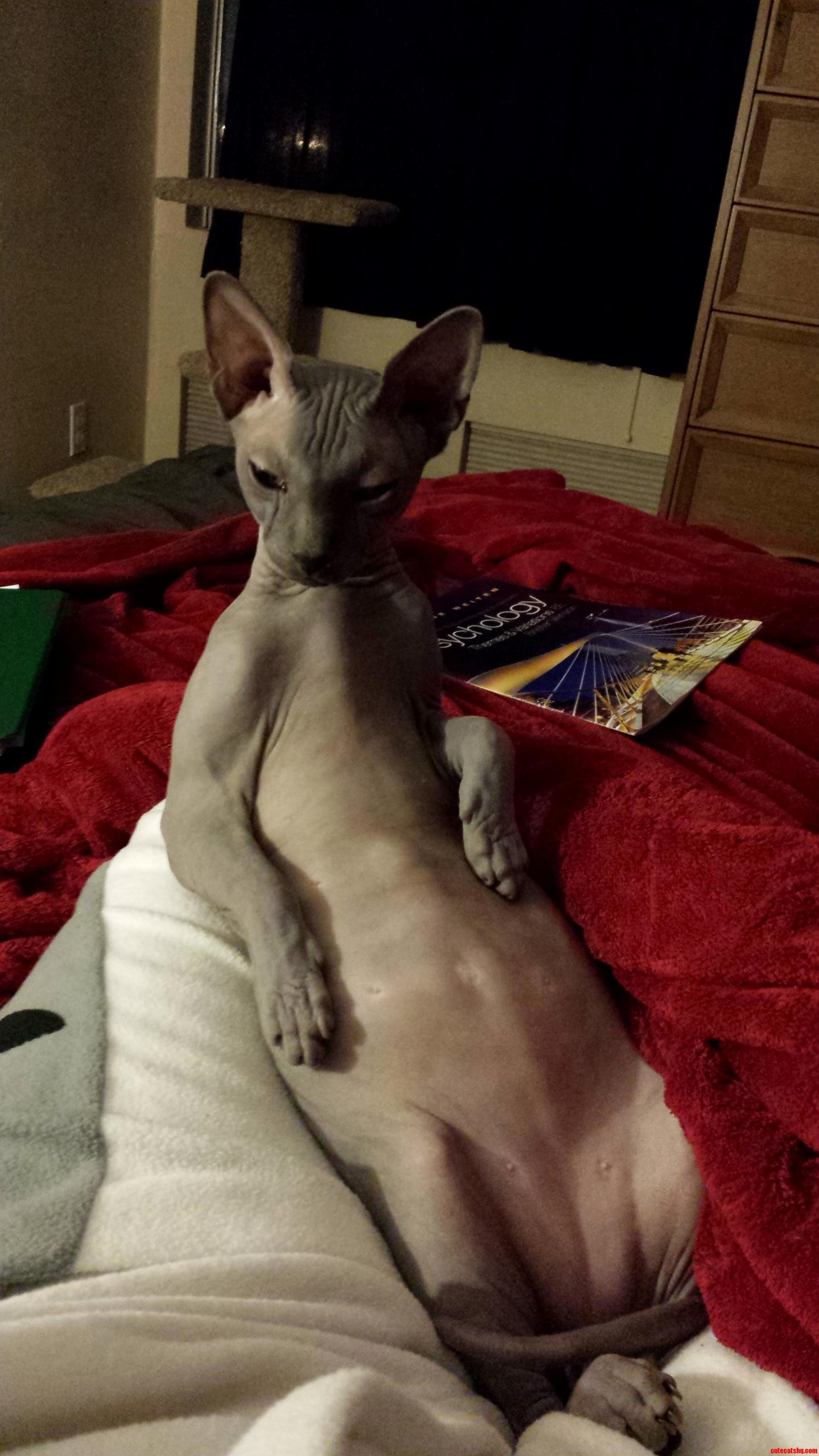 Sexy Kitty