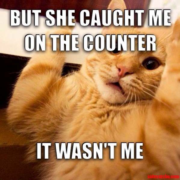 Shaggycat