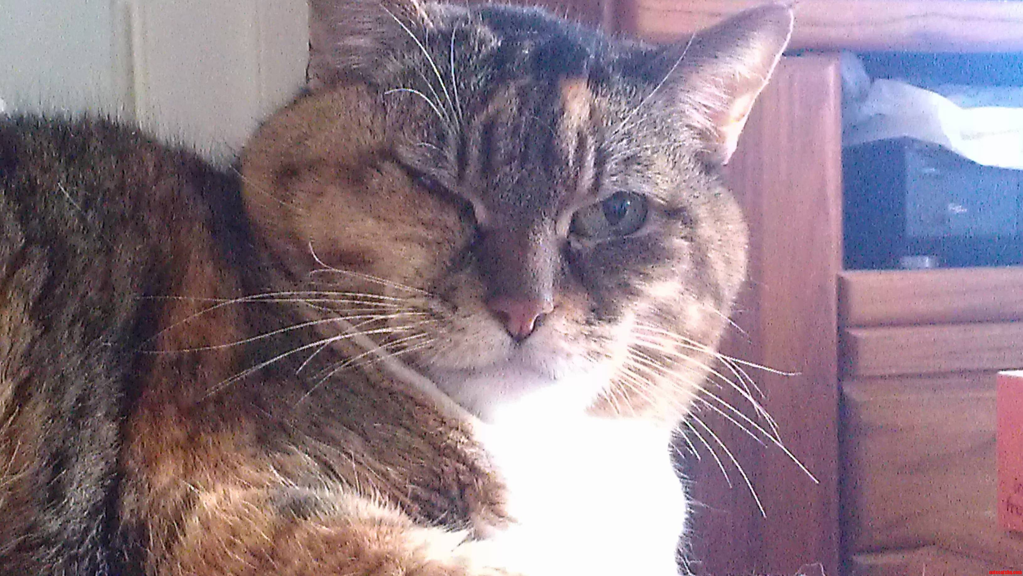 She Gives Me This Look When He Wants to Be Petted