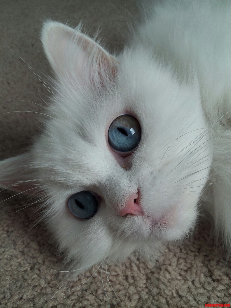 She Has Nothing I Ever Wanted in a Cat but Im So in Love.
