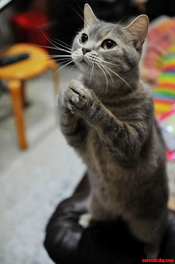 She Is Begging for Some Tuna