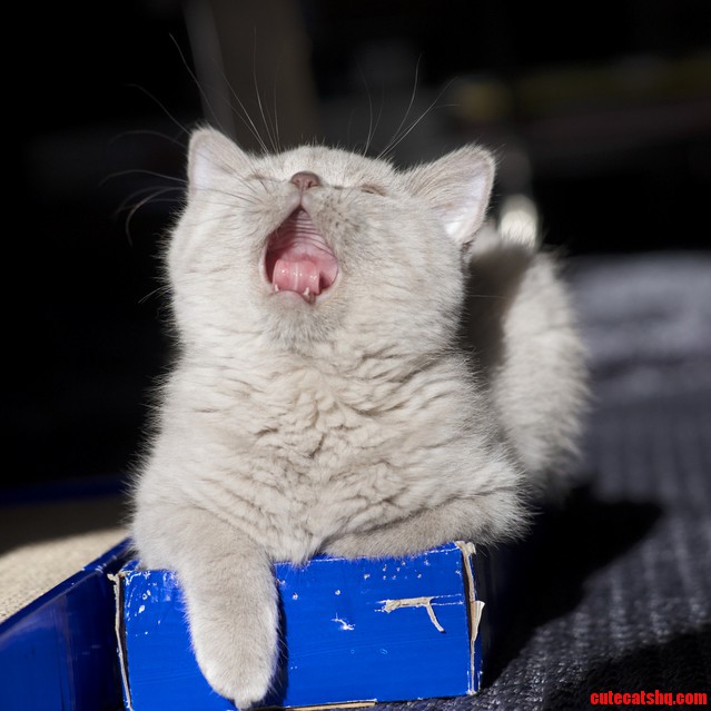 She Is Practicing for the Opera Oc