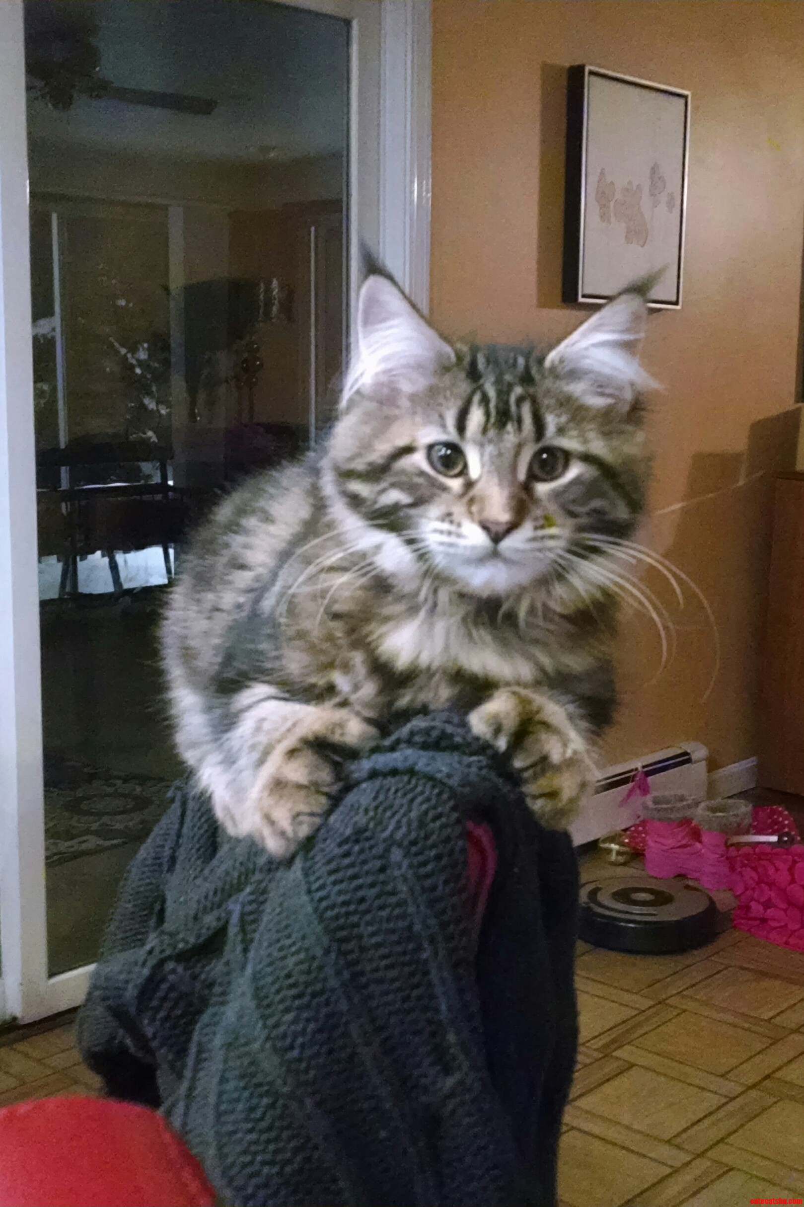 She Knows She Cant Sit on the Barstools