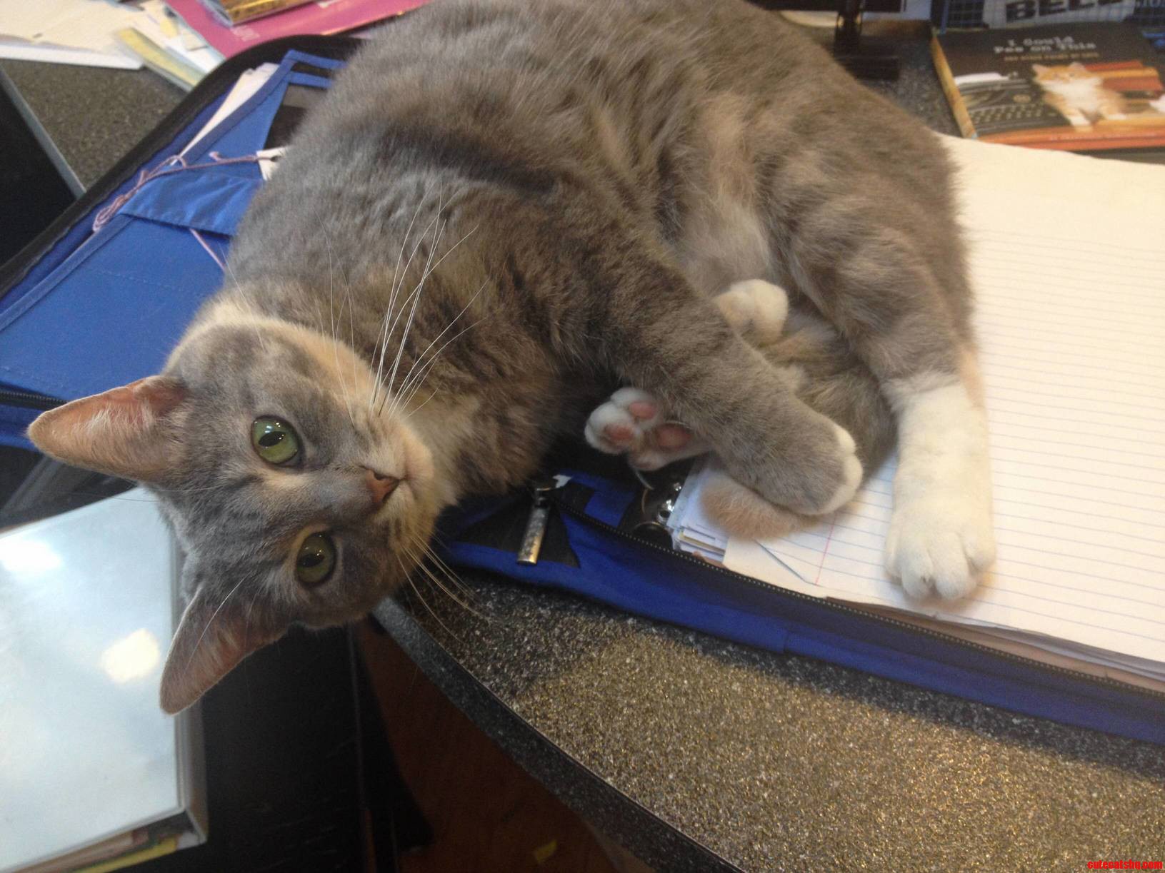 She Likes to Sleep on My Binder. Evidently She Finds It Quite Comfortable