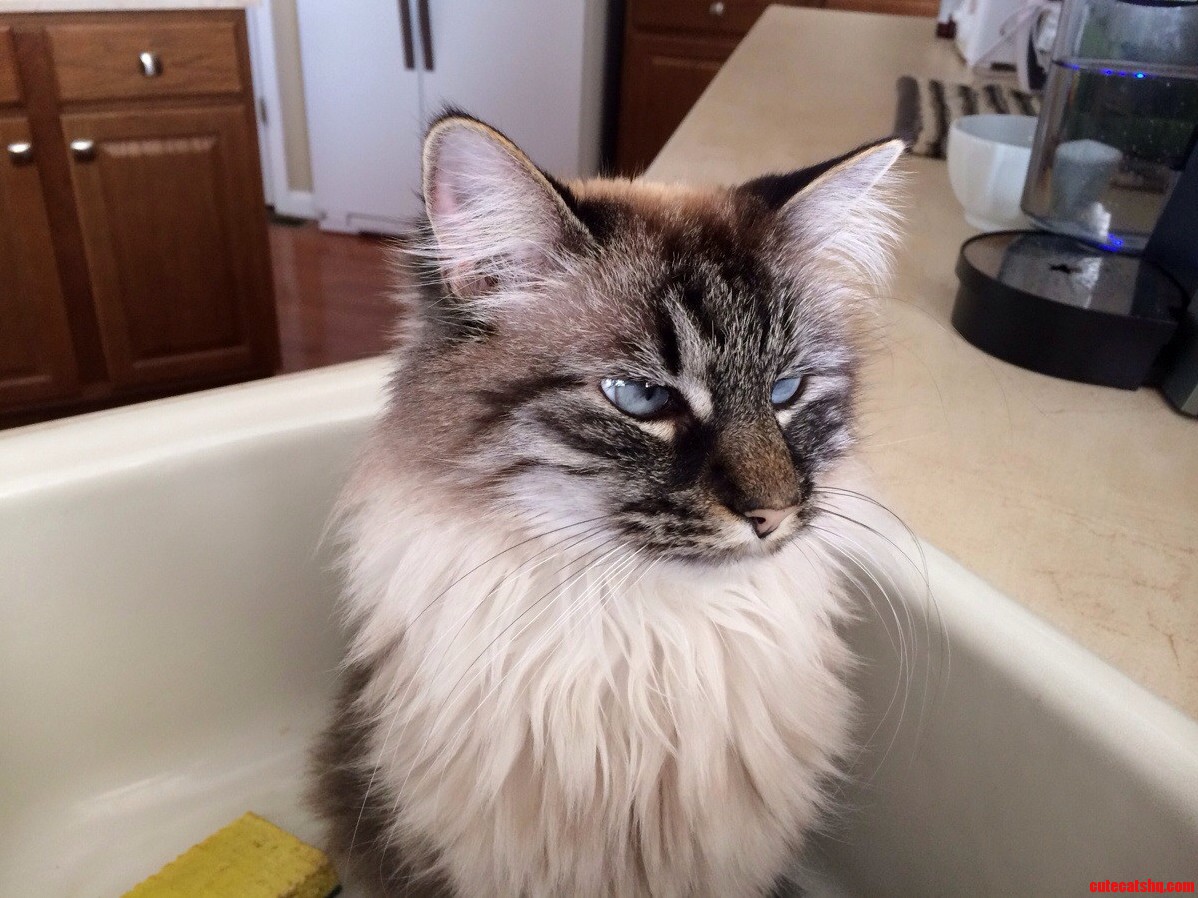 She Loves to Chill in the Sink