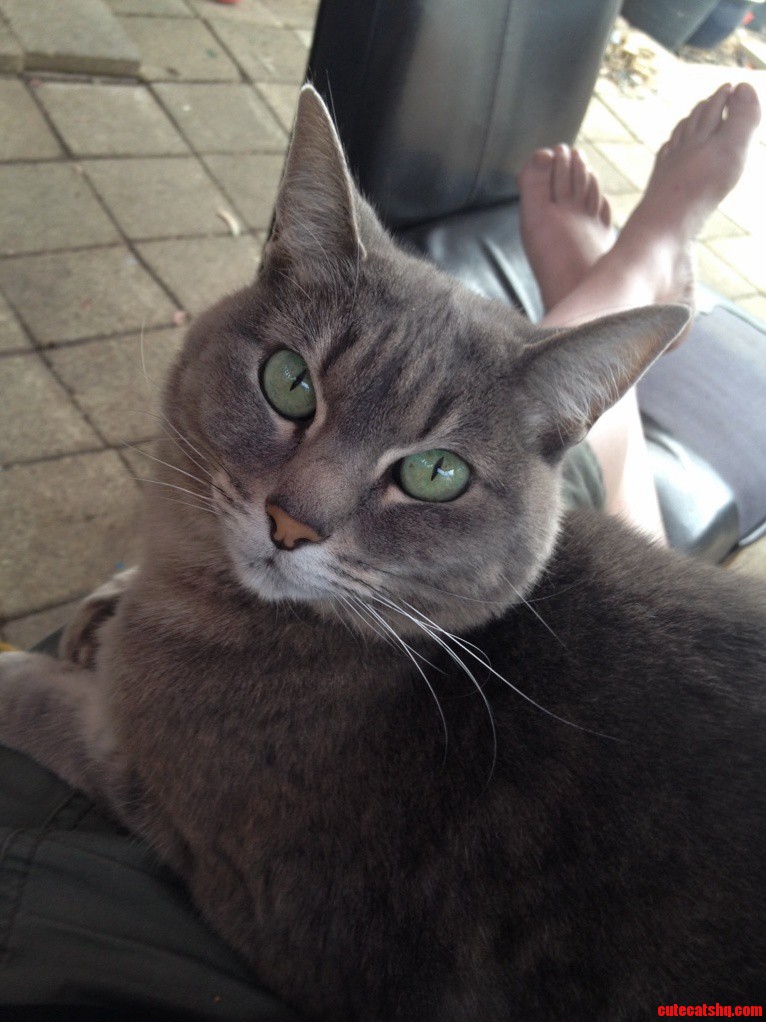She Rocked Up on Our Doorstep As a Kitten 8 Years Ago...