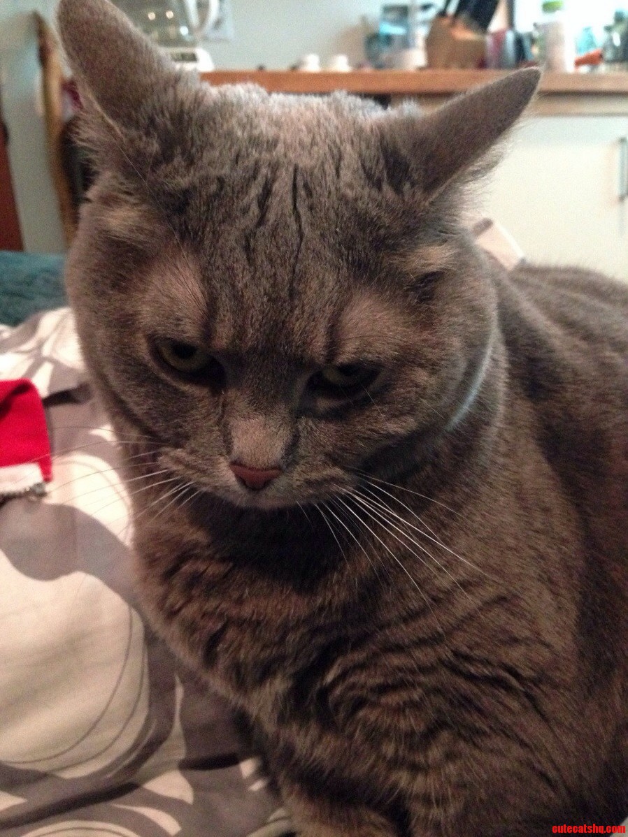 She Sits and Stares at Me Like This When I Dont Pet Her