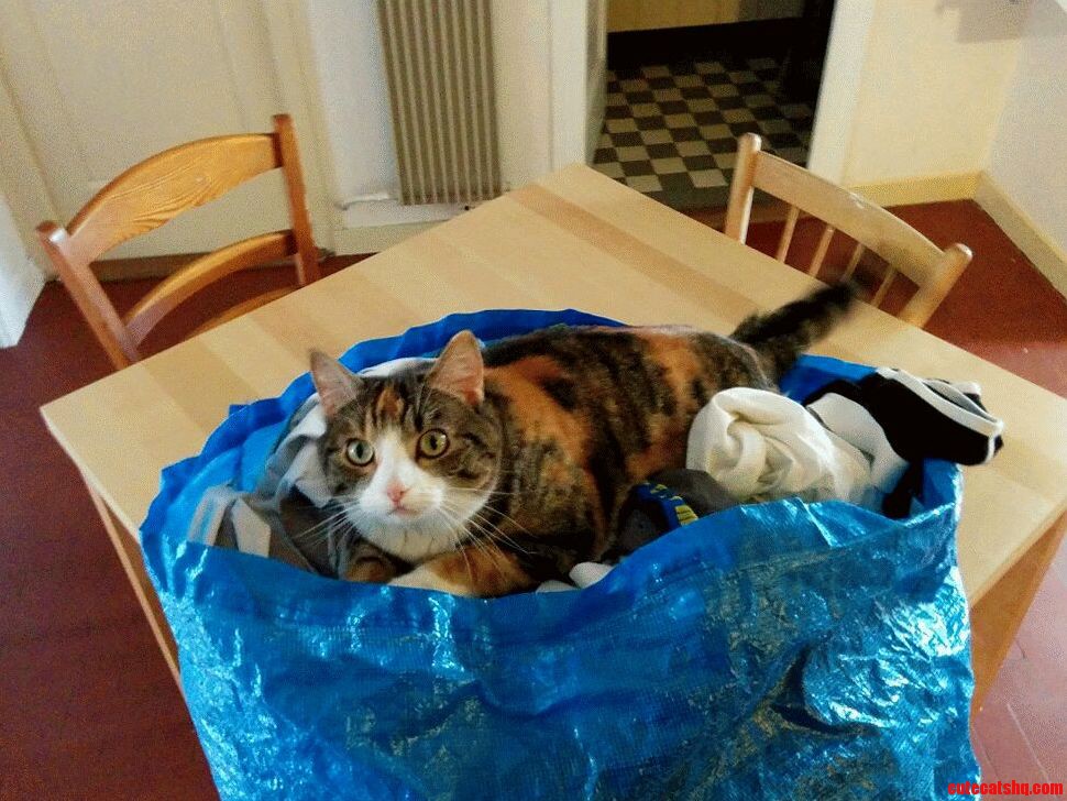 She Wants to Be Taken with the Laundry