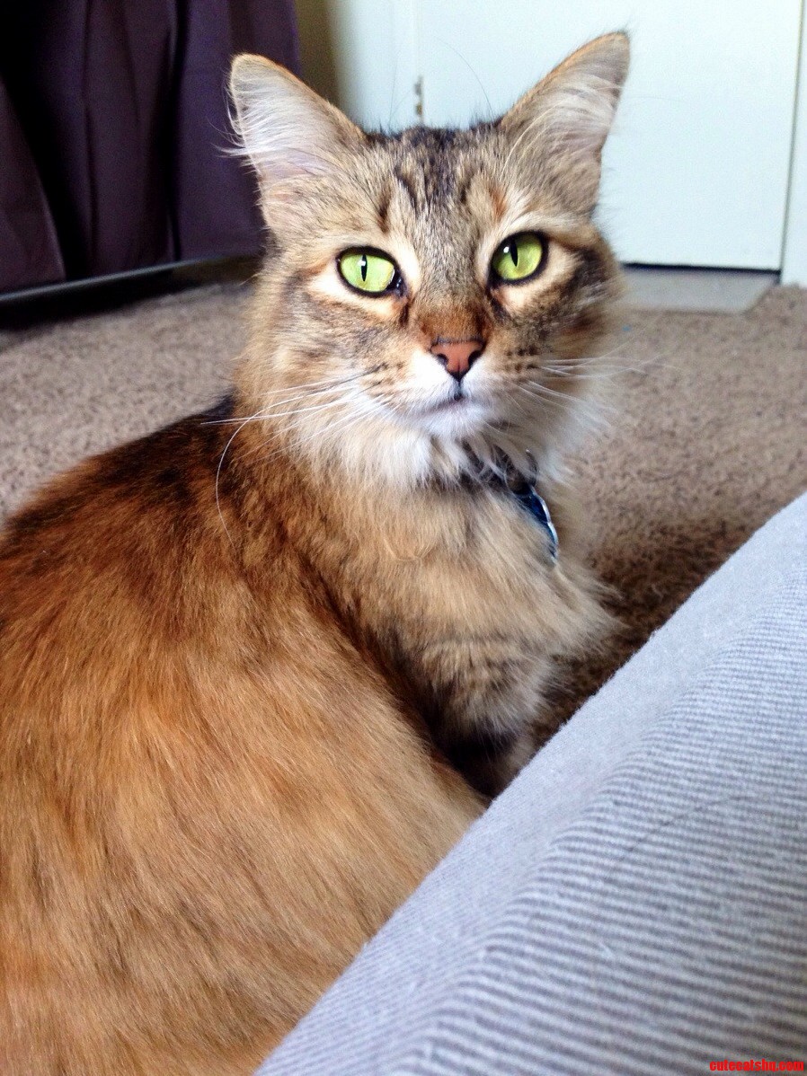 She Was Abandoned by Her Owner Two Years Ago. We Were More Than Happy to Give Her a Good Home