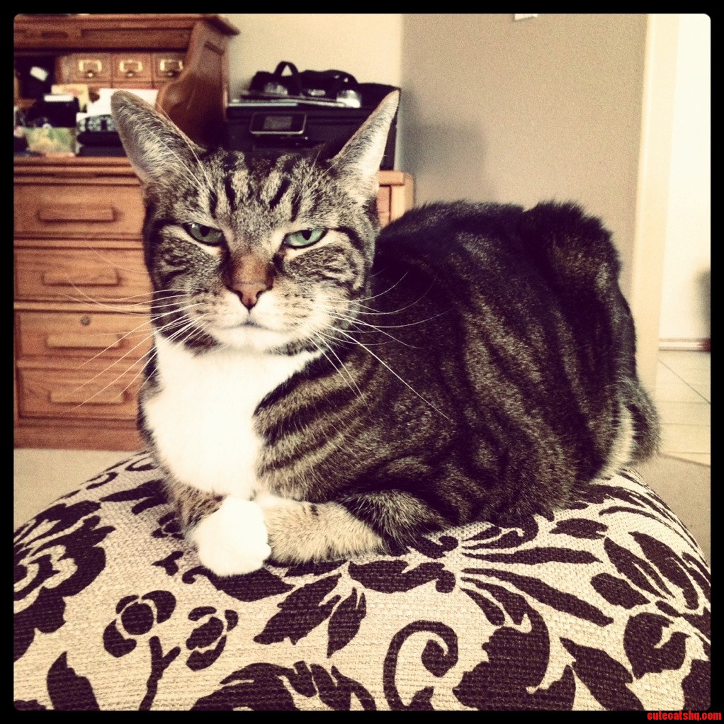 She Wasnt the Nicest but She Sure Was Gorgeous Rip to My First Pet Sassy