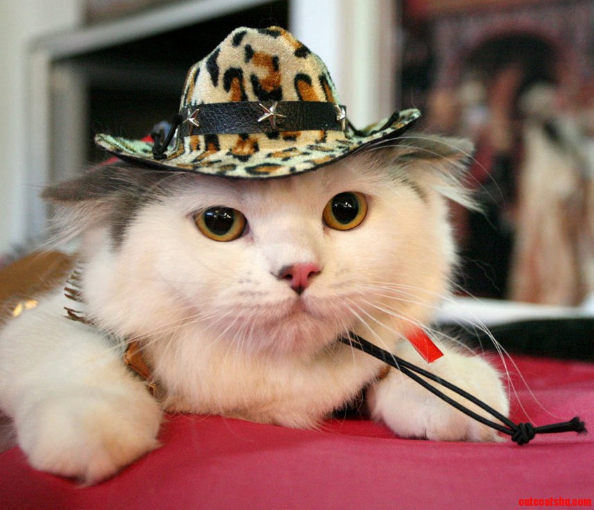 Sherrif Paws Mcfiesty