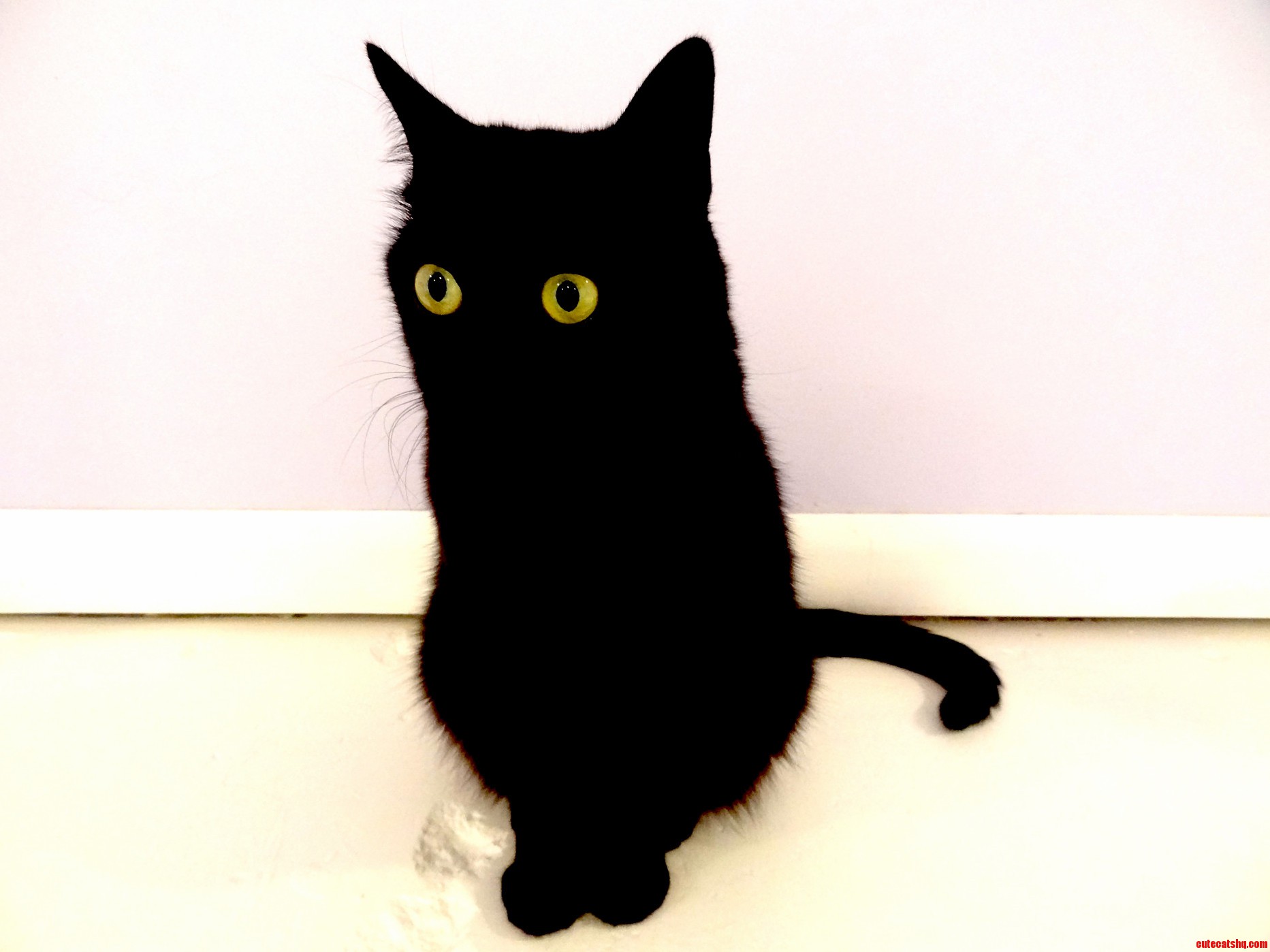 Shes About 13 Cat 23 Eyes. Black Cat Friday Hooo