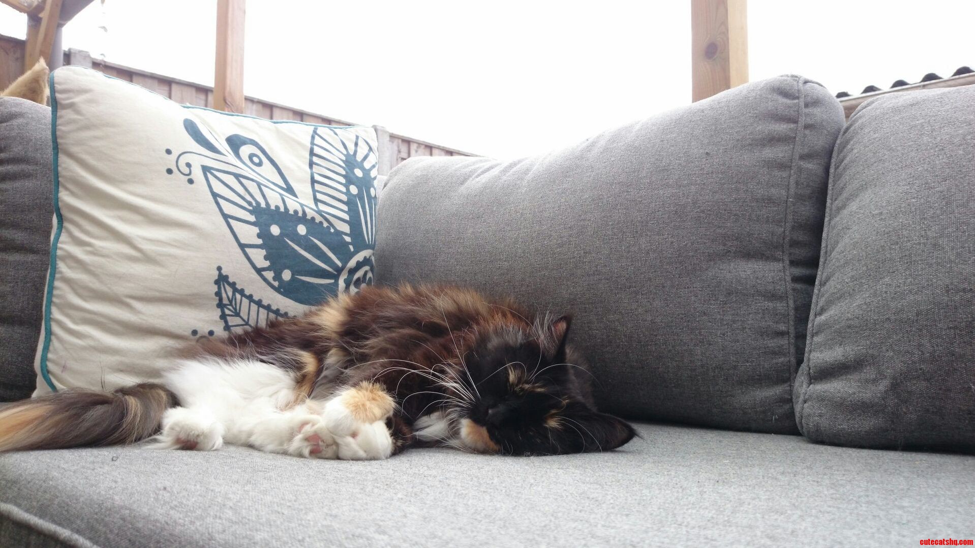Shes Enjoying the Fresh Air in Our Maine Coon Proofed Garden