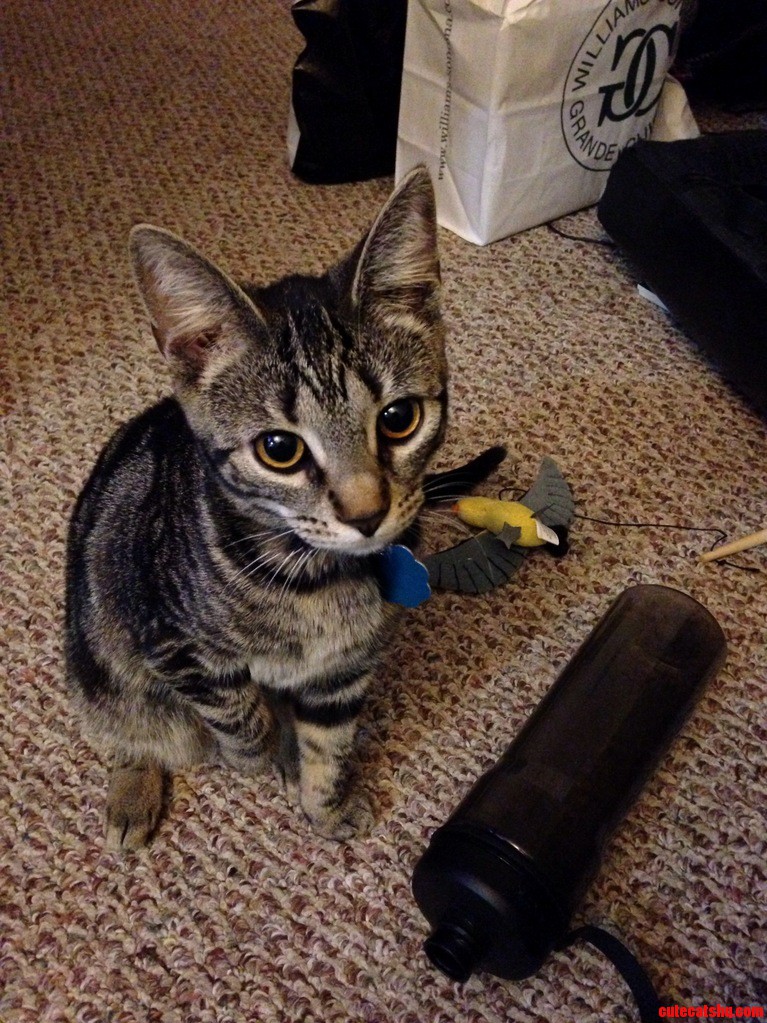 Shes So Playful