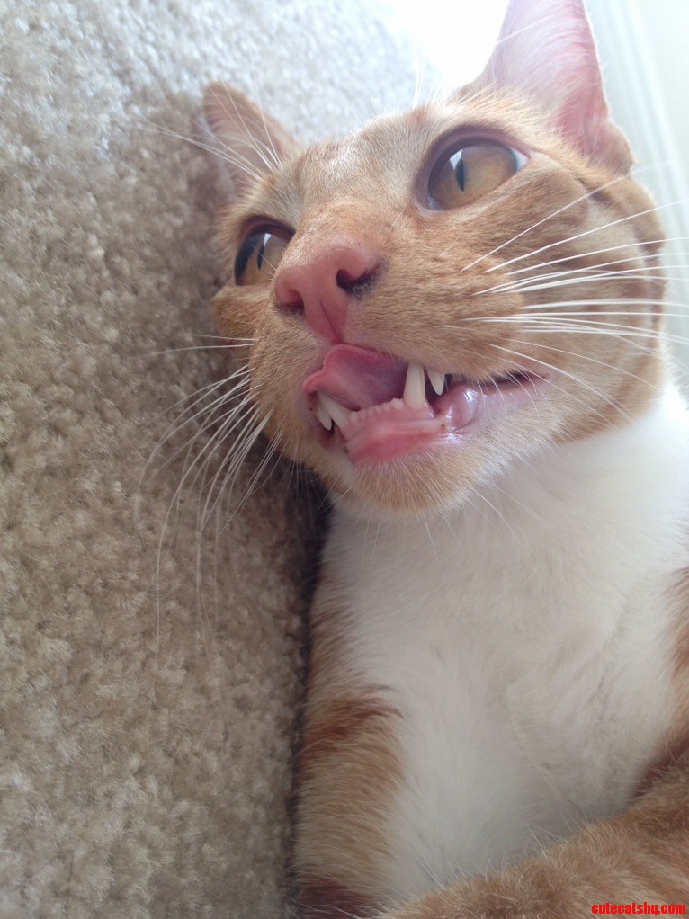 Show Me Your Teefs