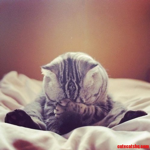 Shy Cat