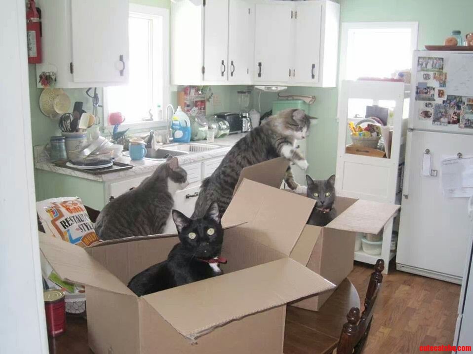Silly Me Putting Boxes on the Kitchen Table...
