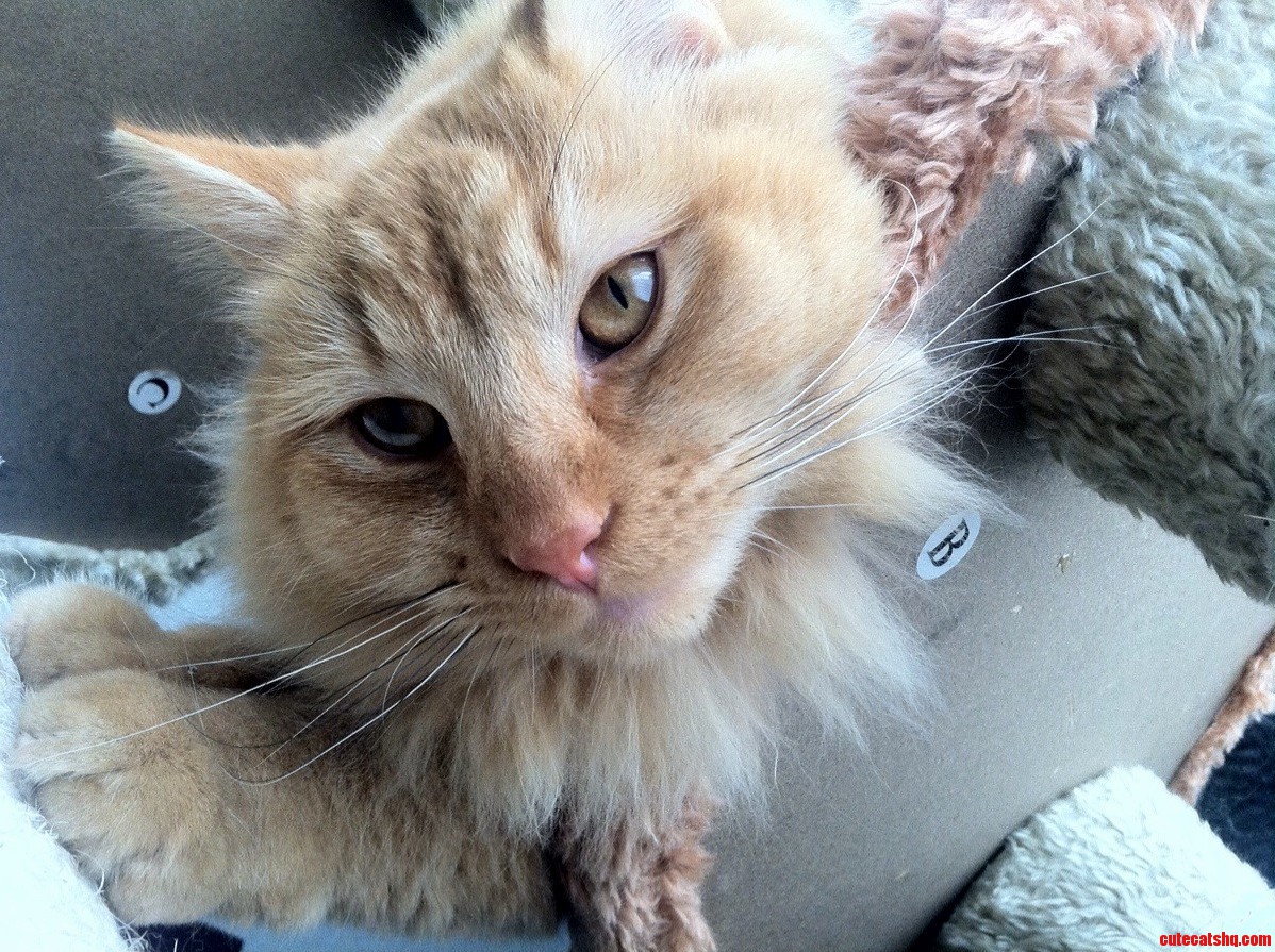 Simba the Magnificent. He Has Black and White Whiskers