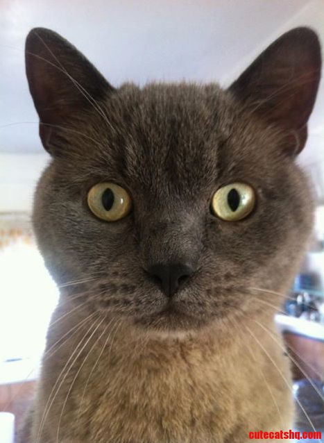 Since a Meme Can Hit the Top of Rcats I Thought My Cat Ponyo Might Have a Chance