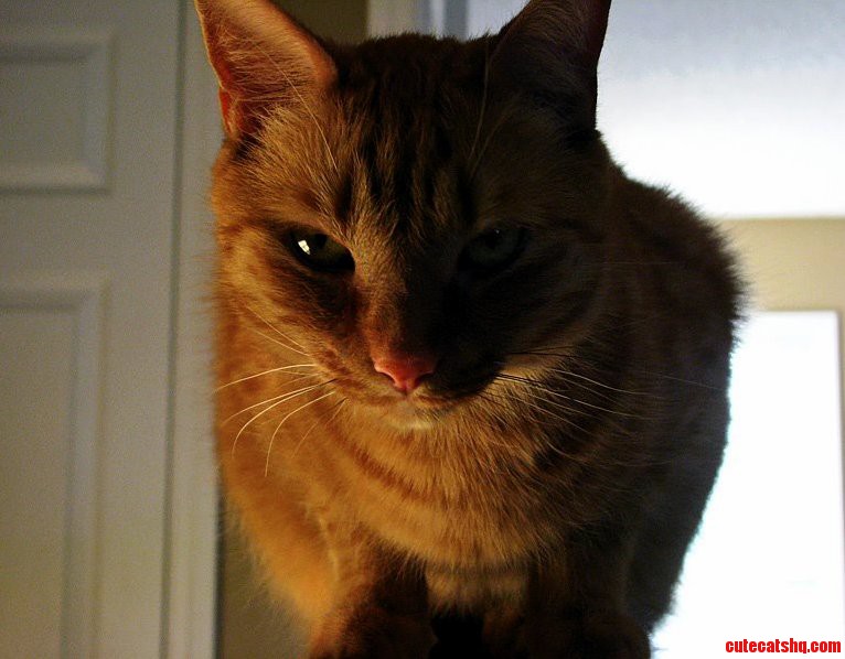Sinister Cat Is Sinister
