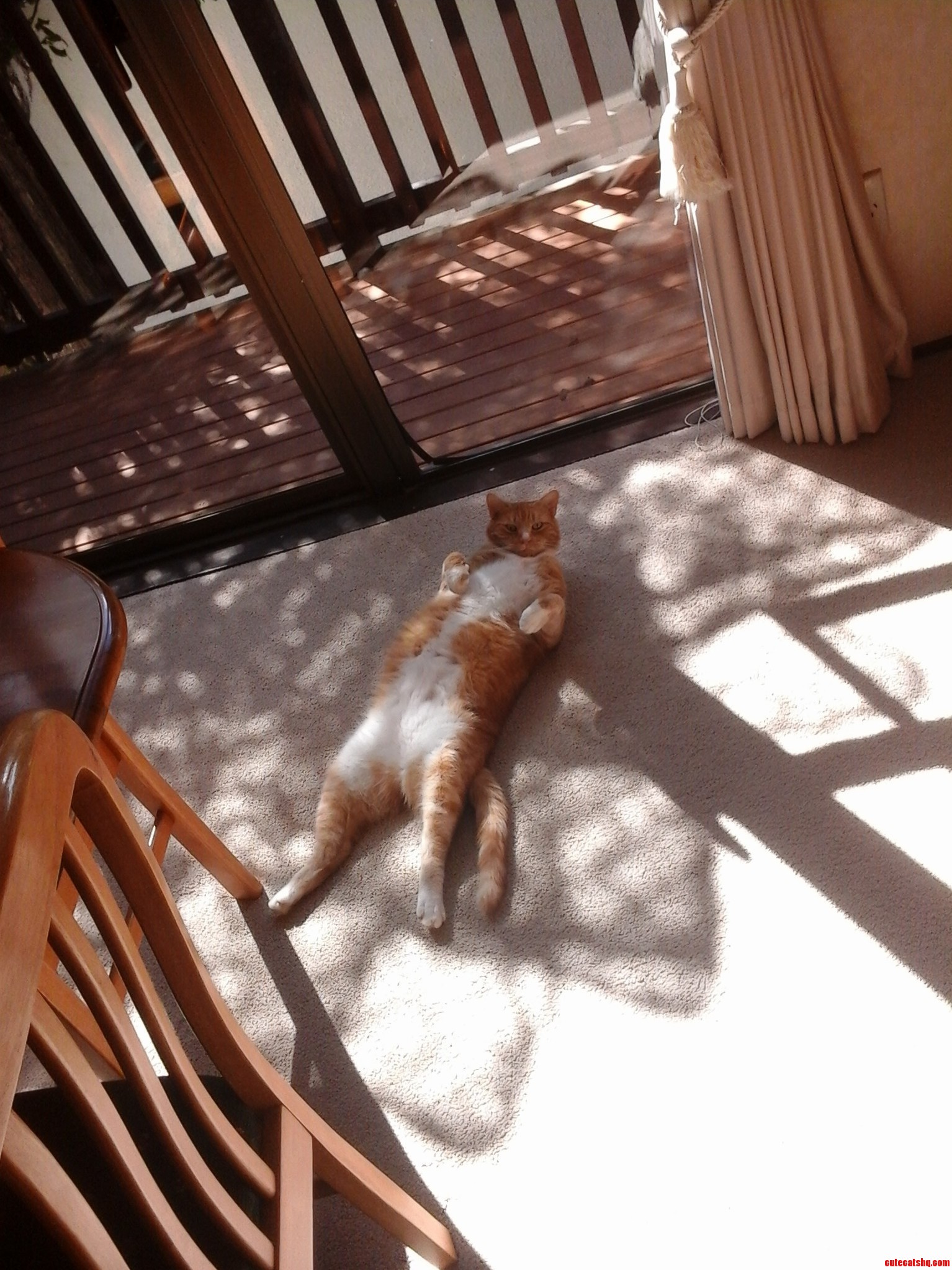 Sisters Cat Shanks Loves Sleeping on His Back