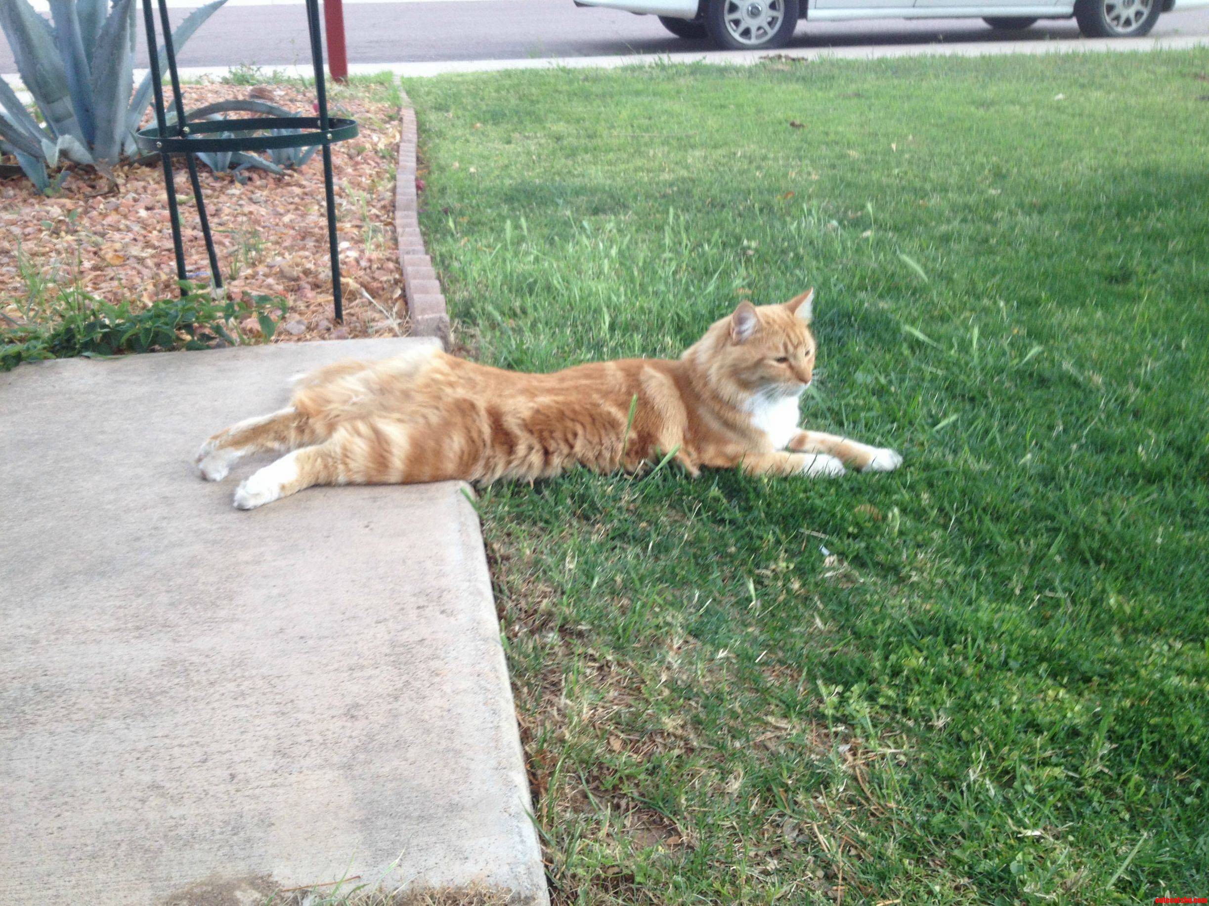 Sitting on Sidewalk Lunged at Grasshopper...missed... Seems Comfy