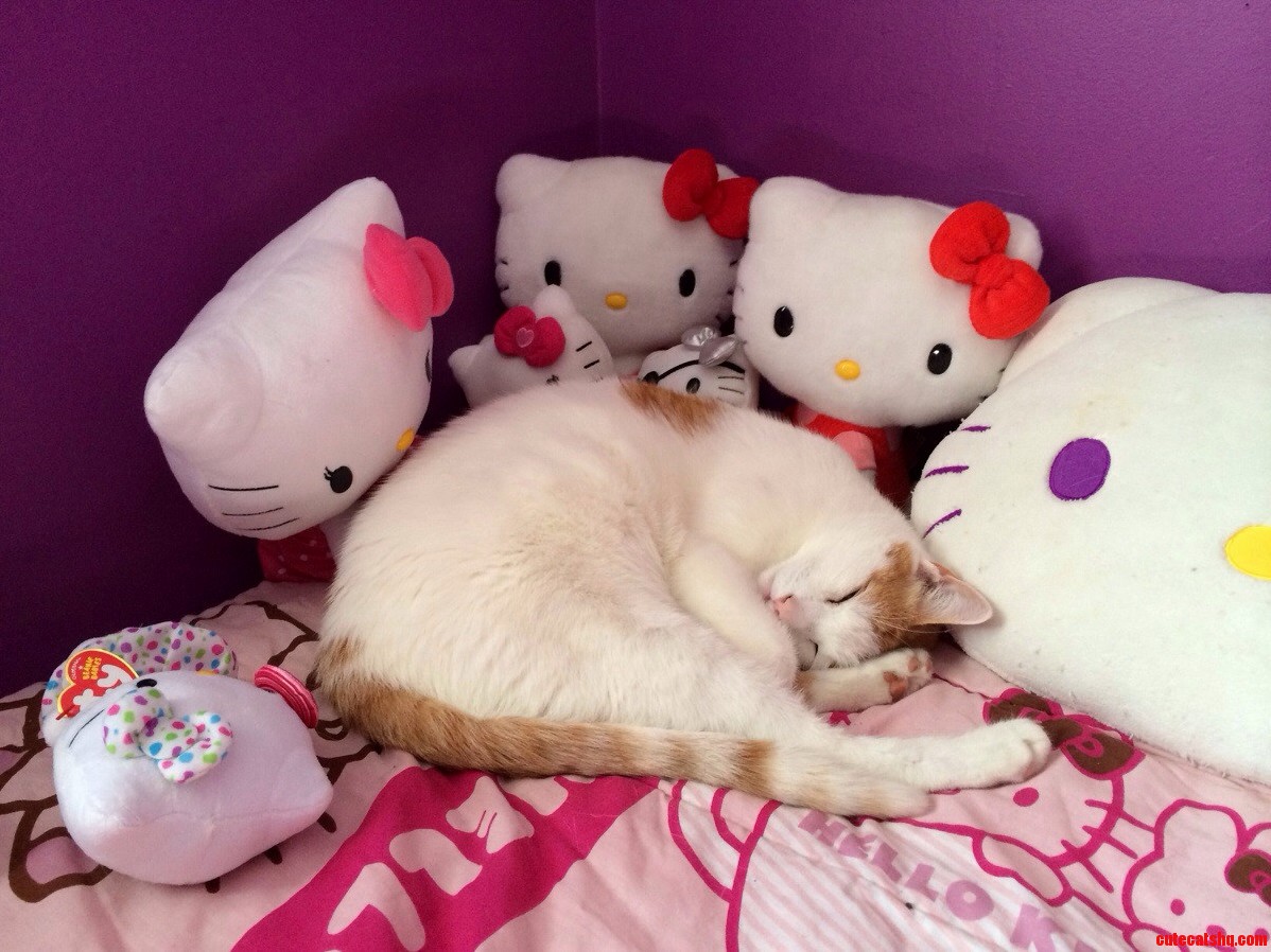 Sleeping with the Kitties