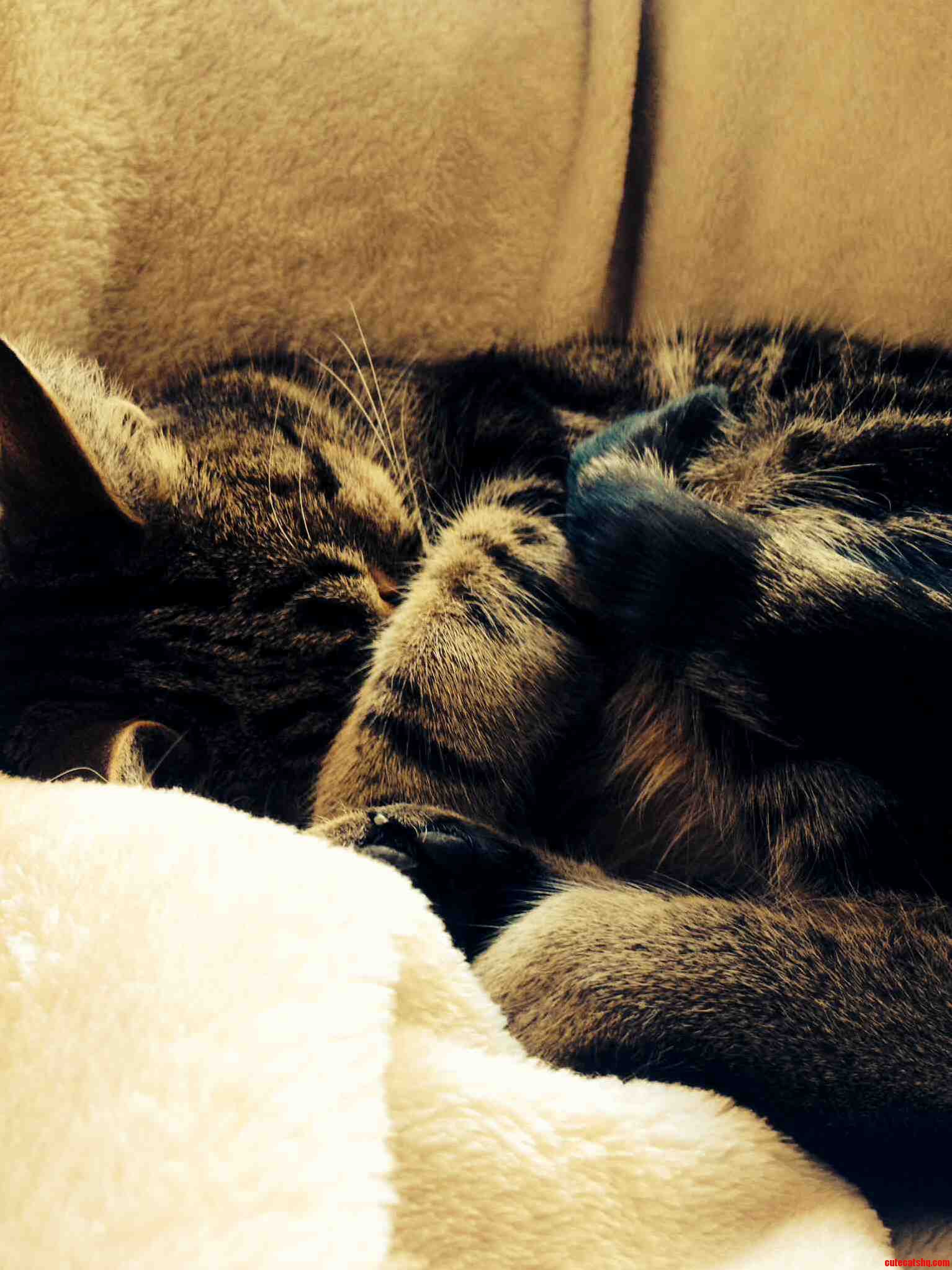 Sleepy Kitty 3