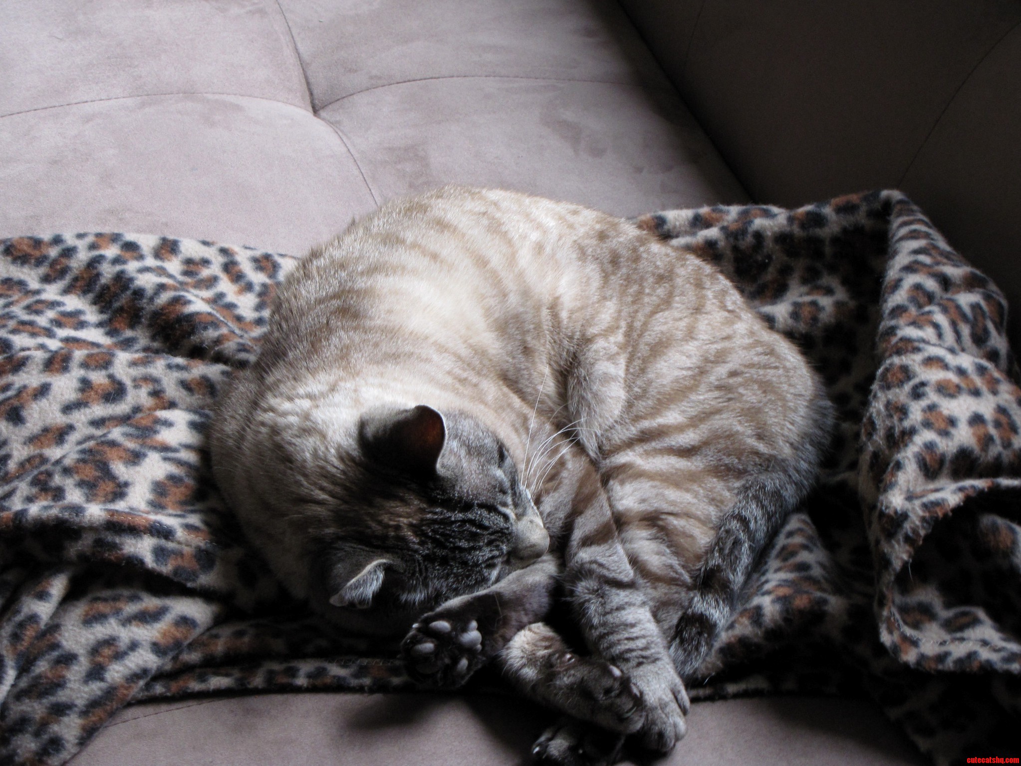 Snowball Likes to Cuddle His Leg When He Sleeps.