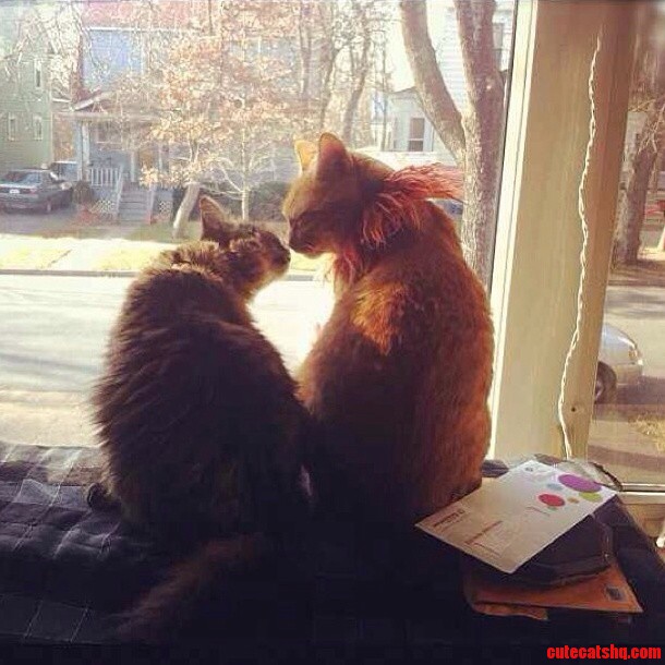 Snuck a Pic of the Cats on Valentines Day.