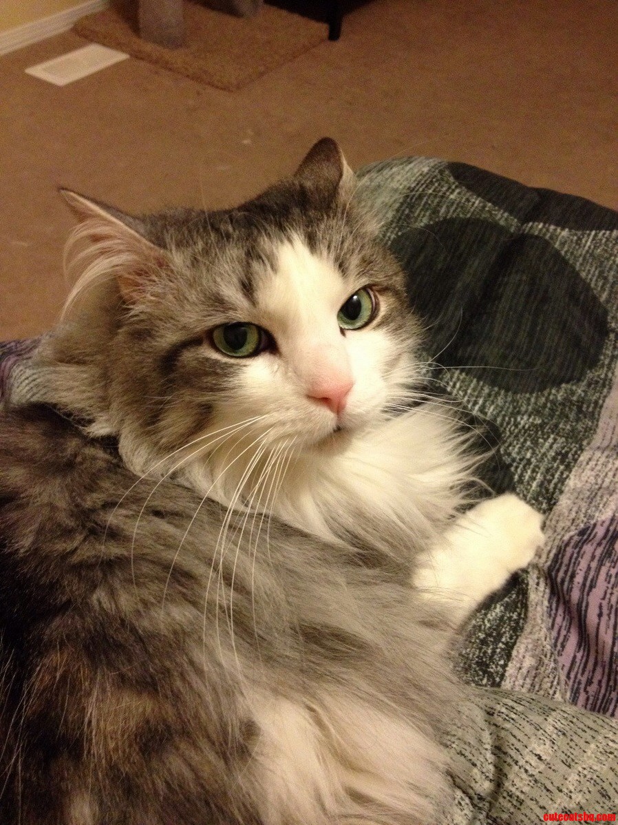 Snuggle Cat