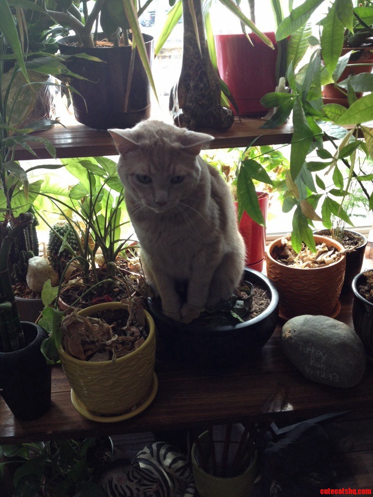 So I Grew a Cat Today.