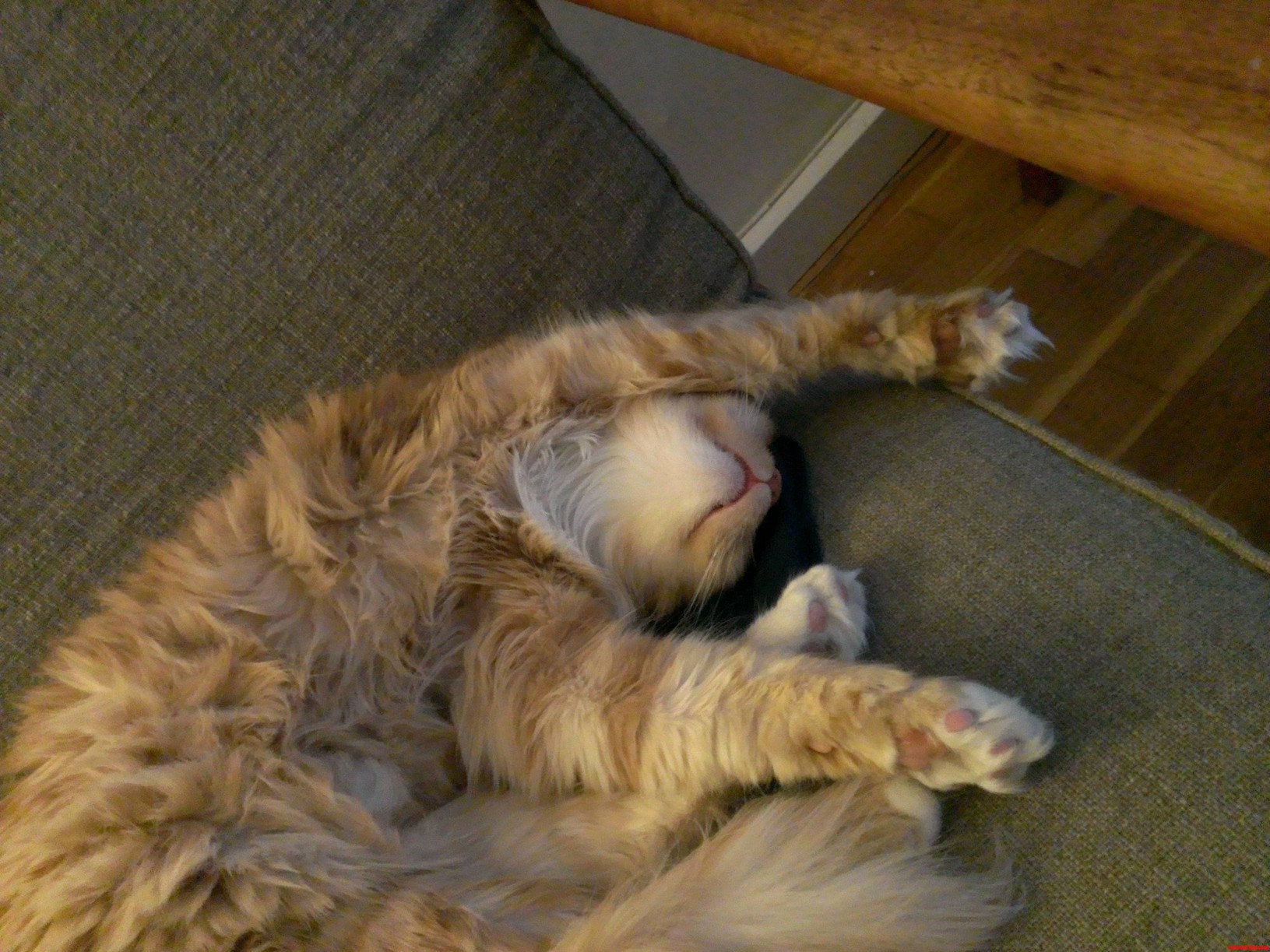 So.. This Is How My Cat Sleeps..