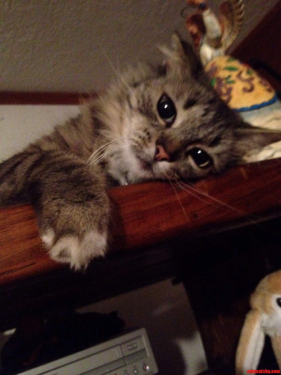 Sometimes Bellatrix Is Sweet. Shes Always Adorable Though
