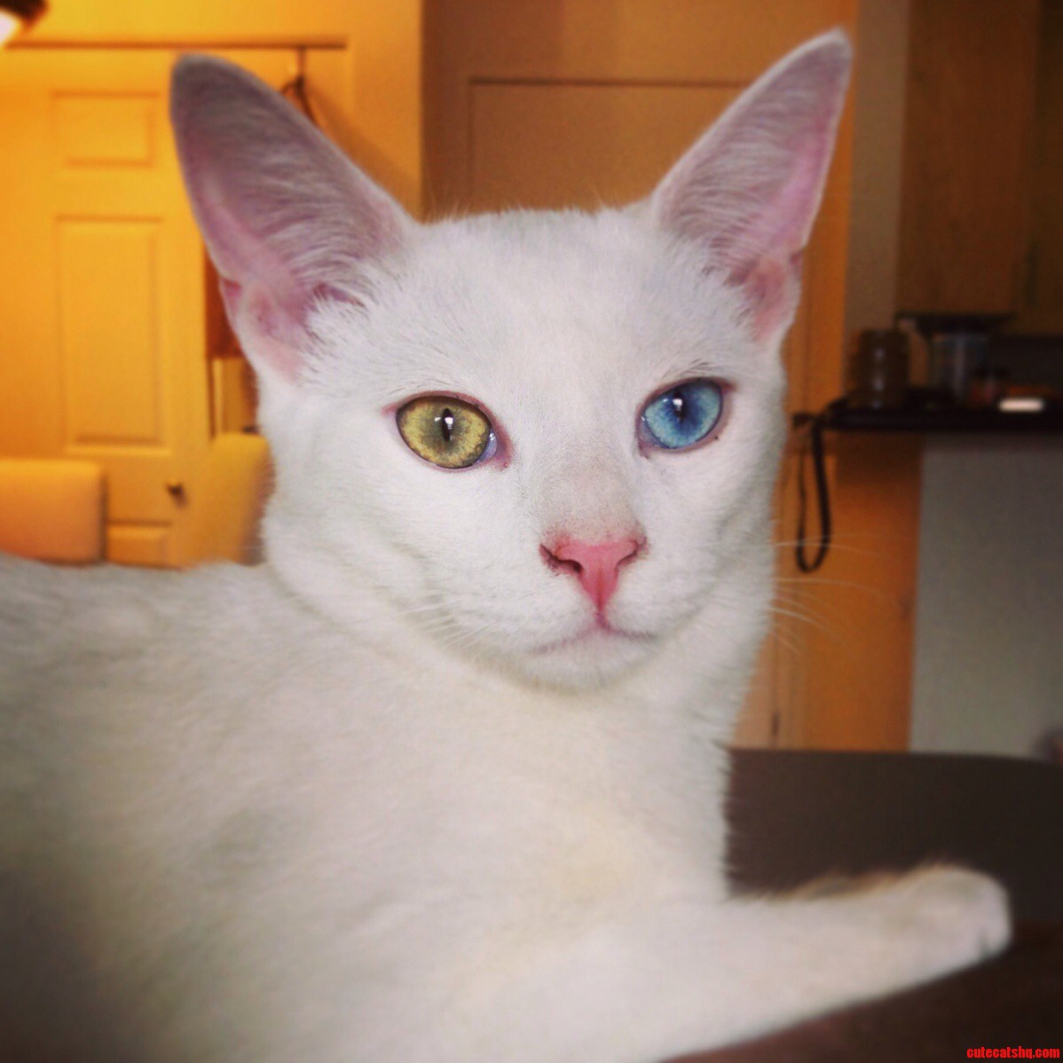 Sometimes I Think Our Cat Is Part Rabbit.