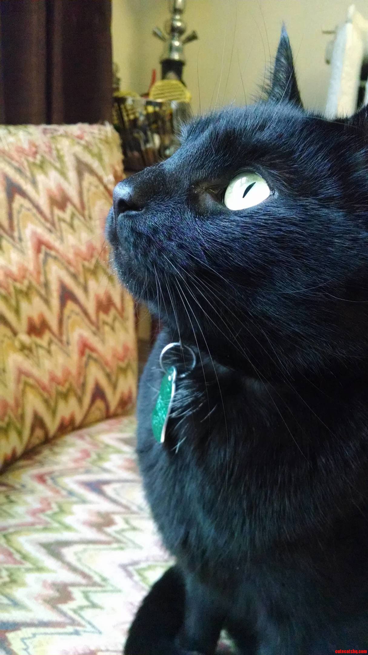Sonny Posing for the Camera.