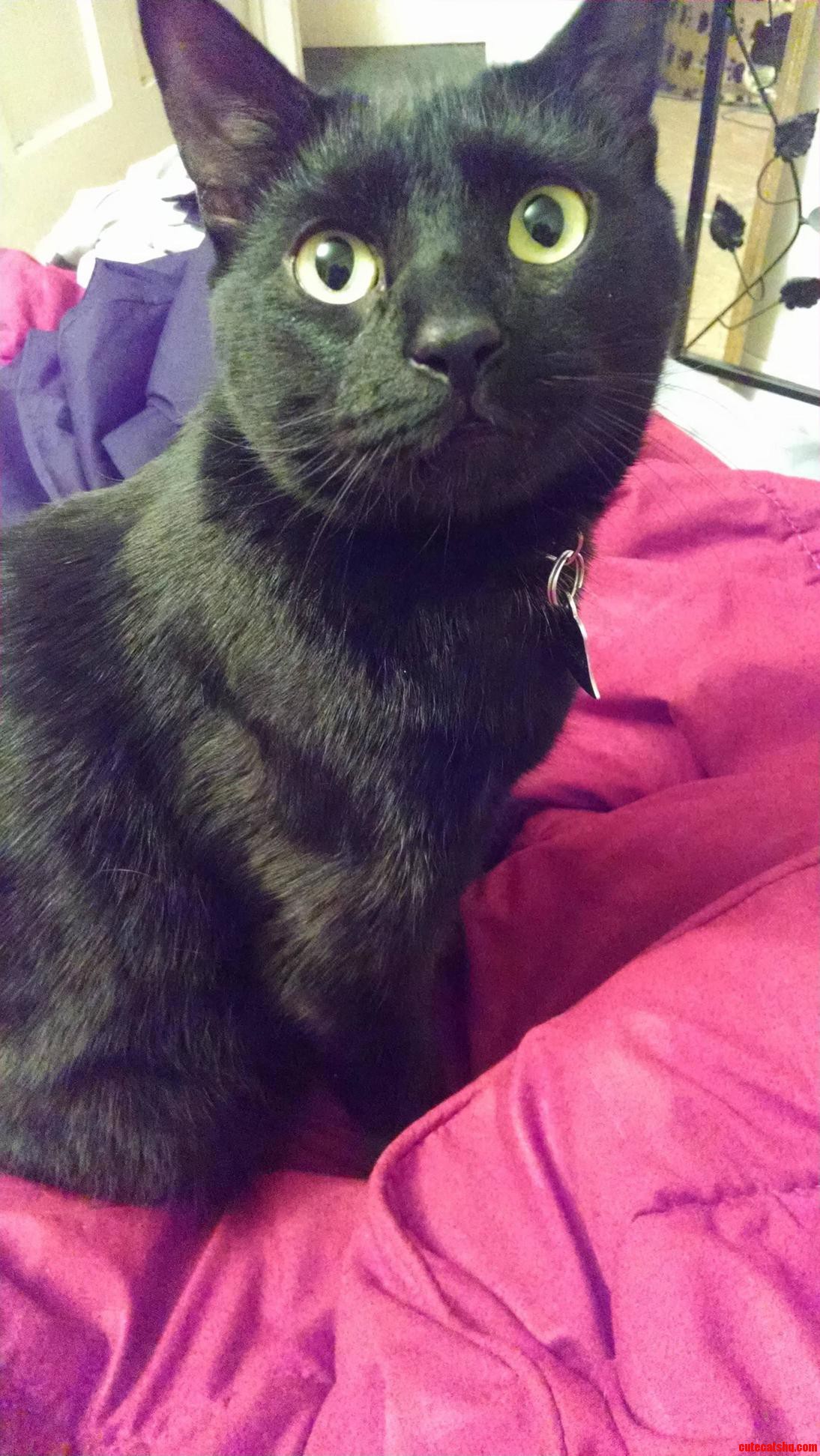Sonnys Cuddle with Me Please Face.