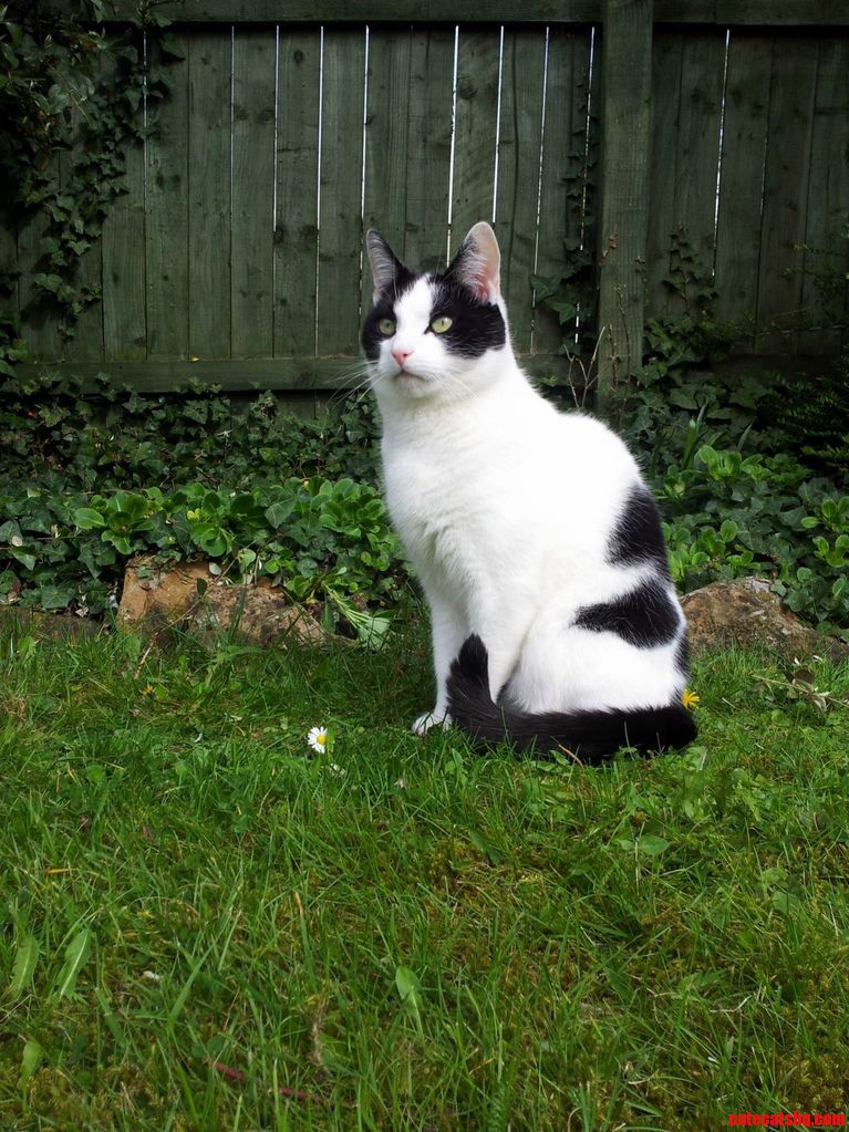 Spring Is Coming So We Spent the Morning Playing Fetch with Dandelion Heads in the Garden.