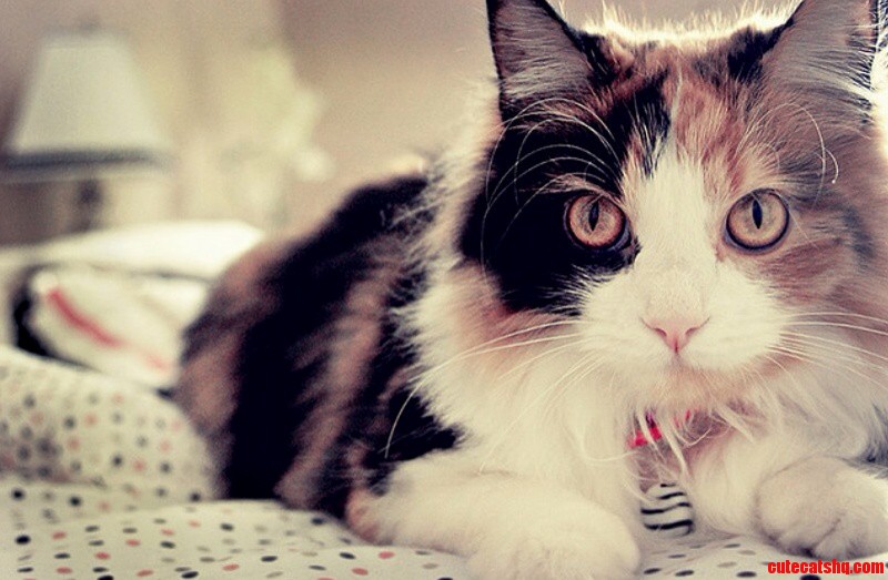 Staring Contest. Go.
