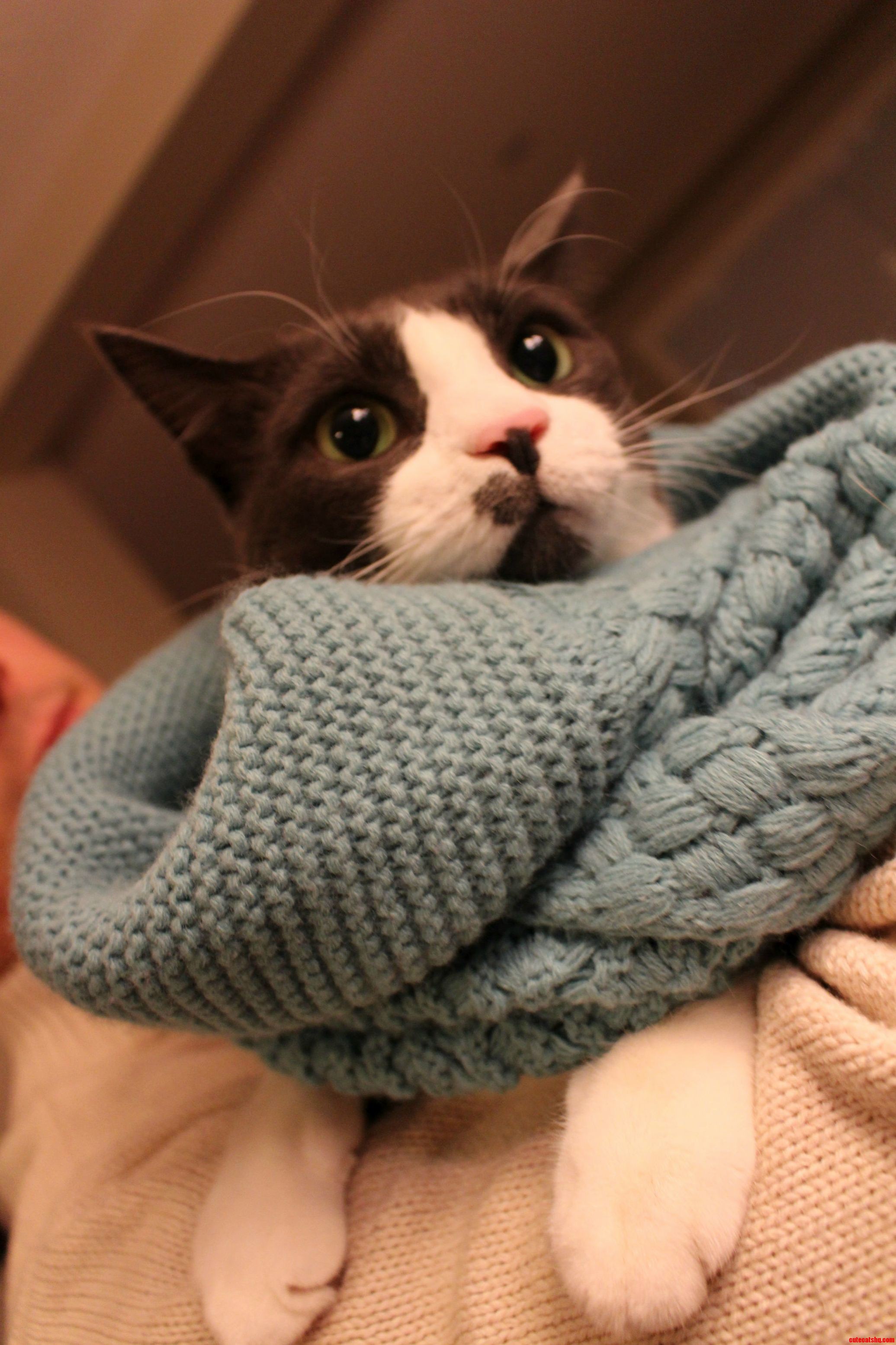 Such Style Fashion Cat Wearing Infinity Scarf.
